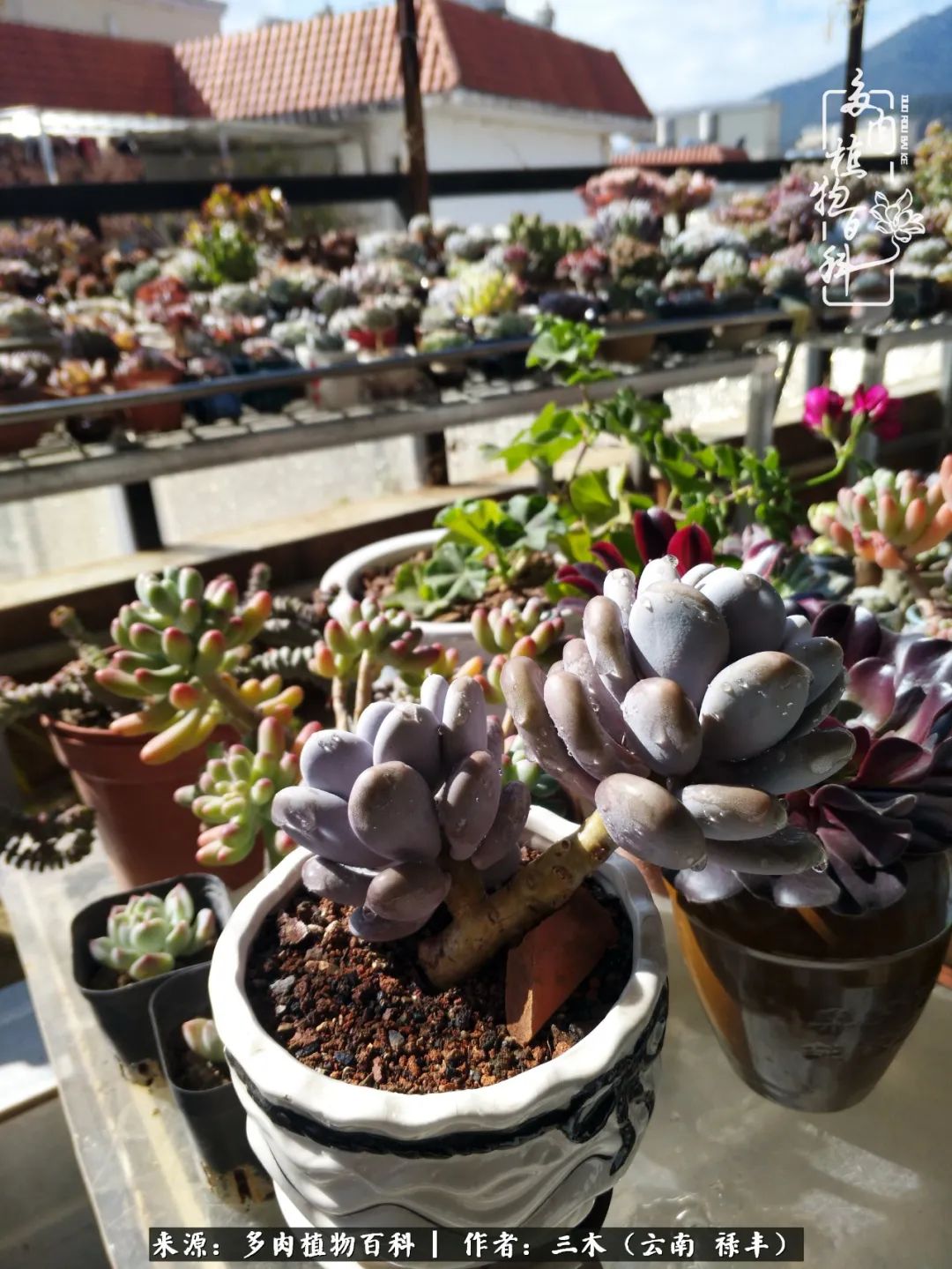 结缘多肉，阳台这一亩三分地就是我的世外桃源