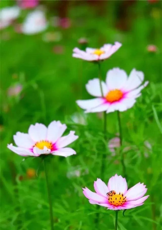 静是一种力量一种福气,西双版纳这边旅游