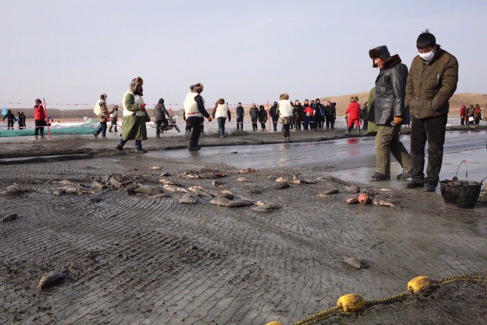 冰钓头鱼拍卖,冰湖捕鱼头鱼拍卖