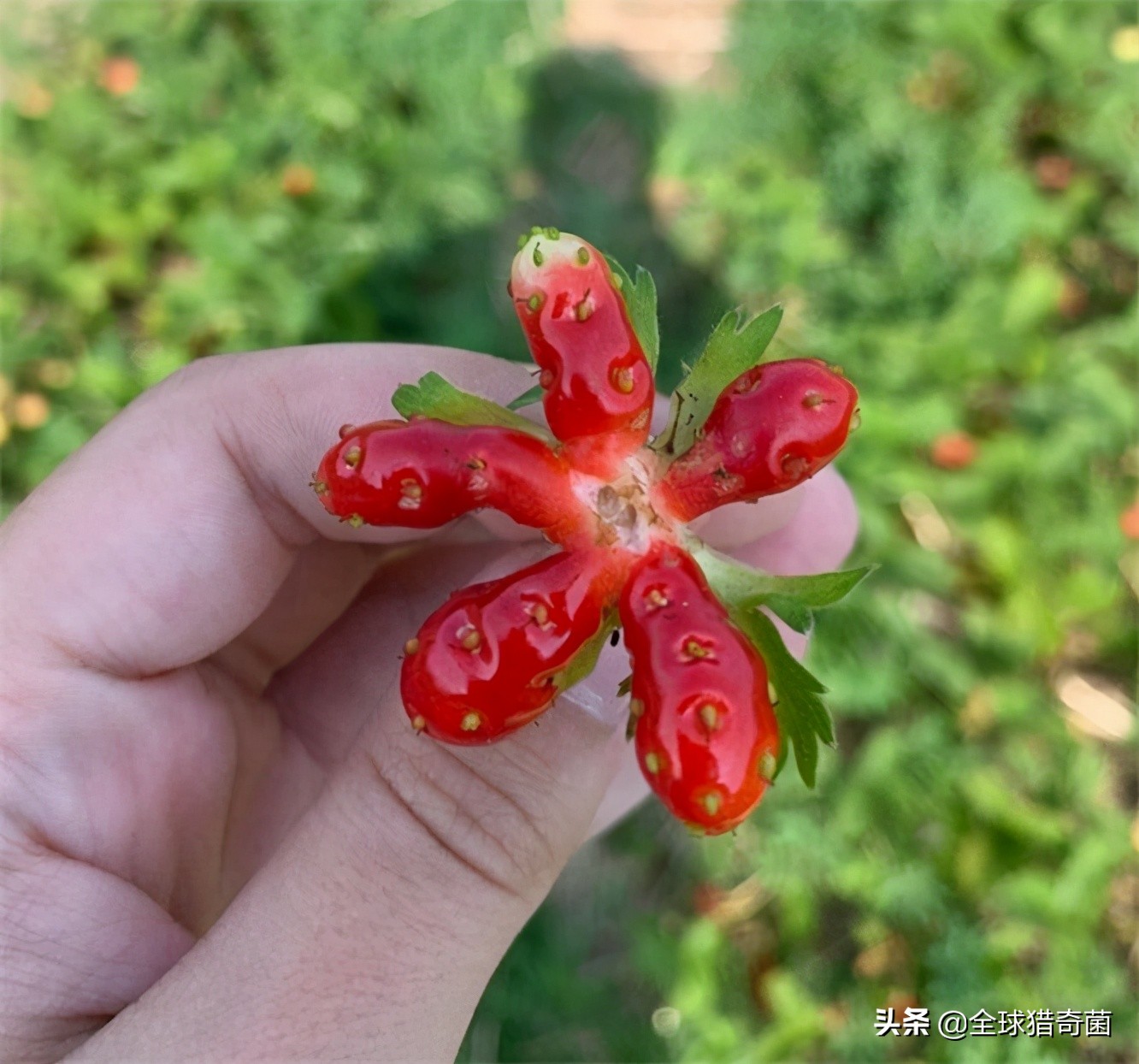 活久见的奇妙动物照片,活久见的神奇图片
