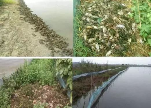 河蟹池塘青苔怎么治,河蟹养殖不良水质的判断方法