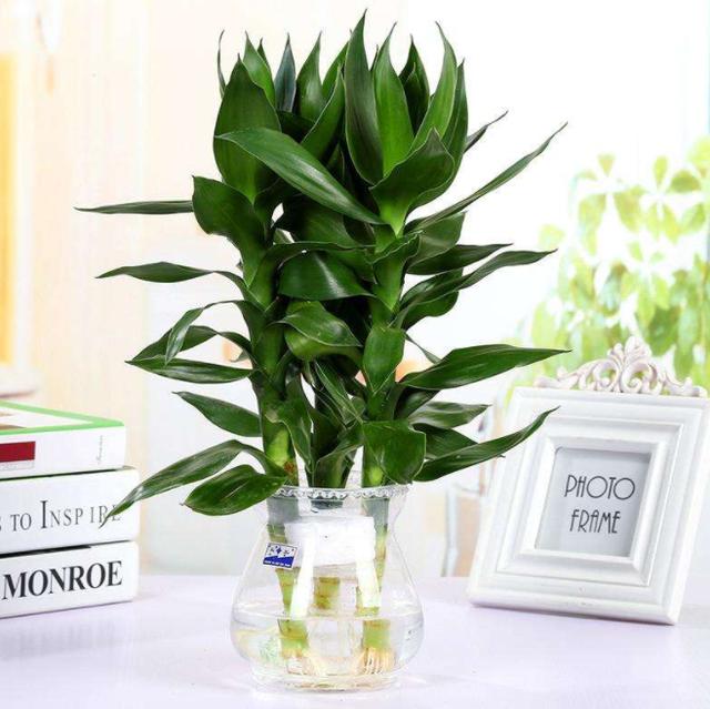 不适合家庭室内养的花与绿植,室内养花什么花最好养又对身体好