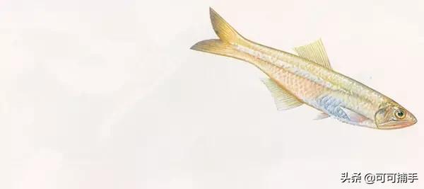 你不知道的海洋里面有什么,十种你没见过的海洋生物