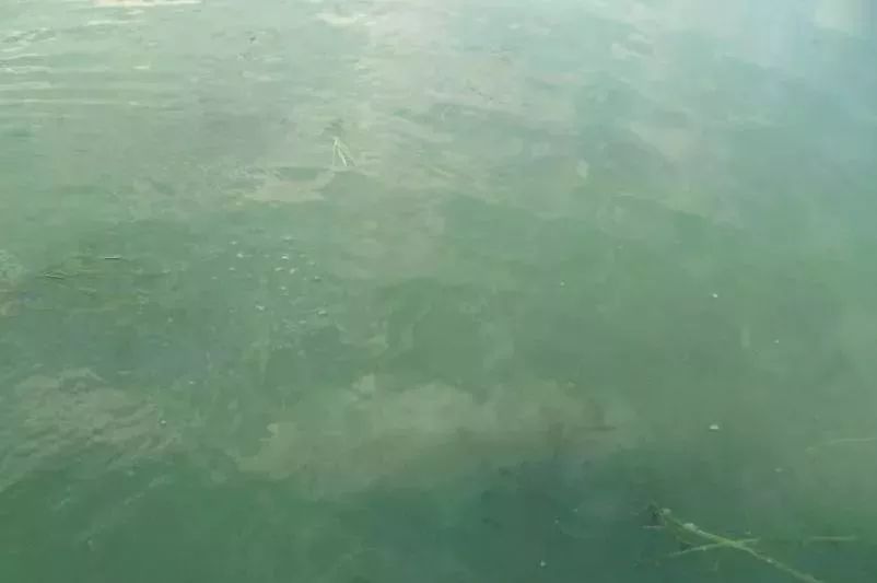 水中常见的绿藻,列举哪些常见藻类是绿藻