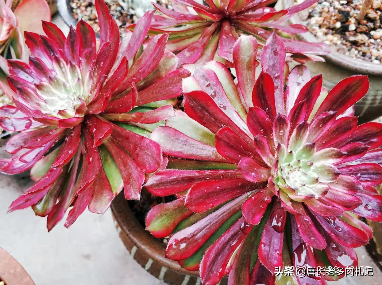 南方夏天闷热多肉,广州潮湿天气多肉怎么养