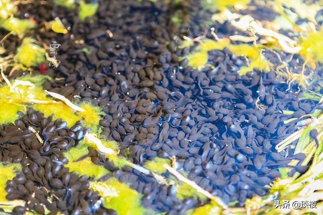 洱海并不是海，环海最美的一段其实是这里，你去对了吗？