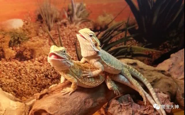 另类宠物饲养爬行动物,爬行宠物蜥蜴怎么养