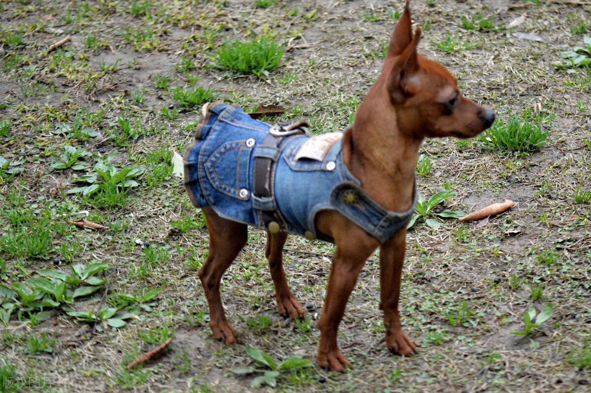 小鹿犬怎么训练才听话,小鹿犬怎么训练听话