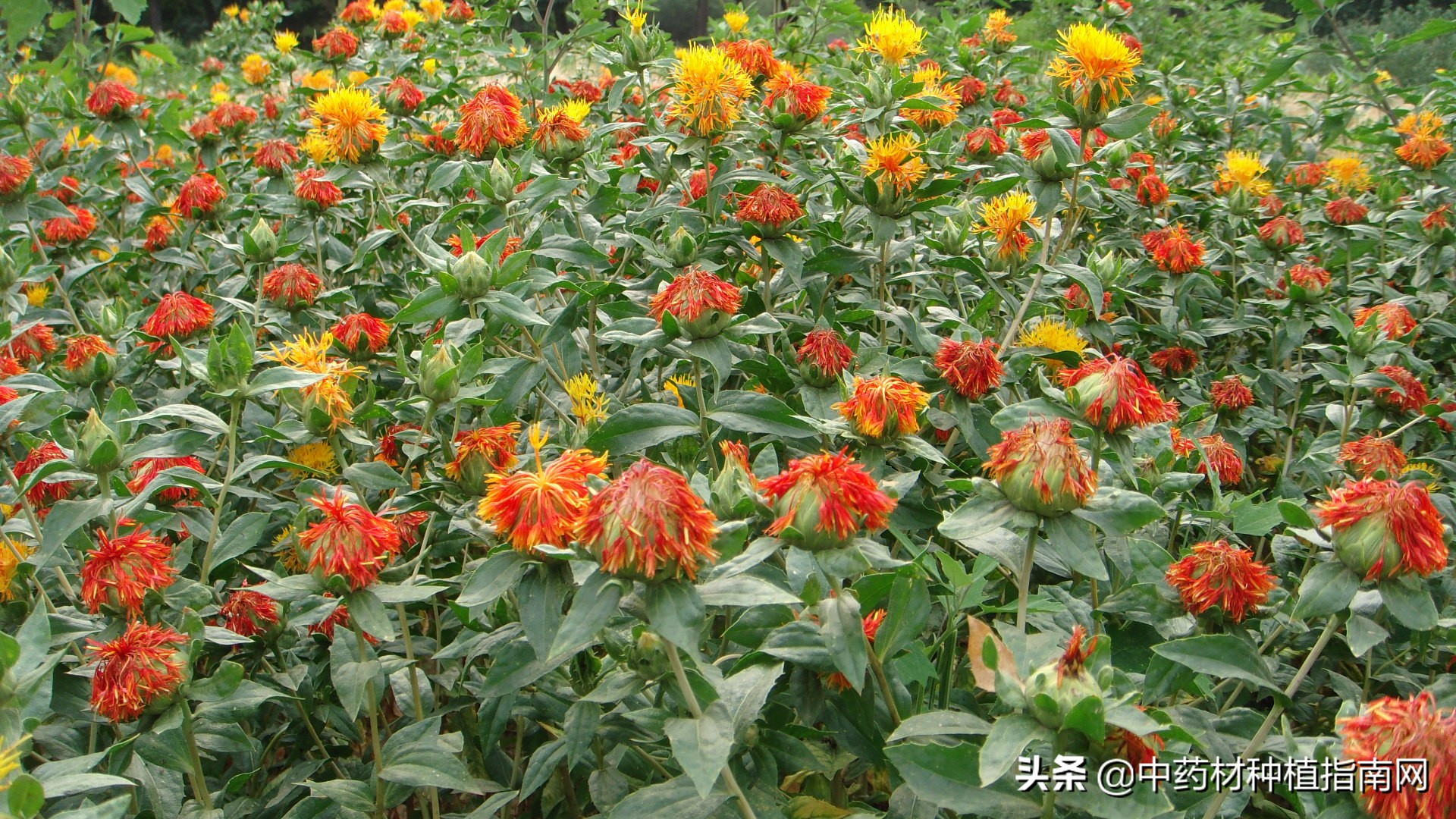 中药材的市场行情及种植品种,中药材网2022年中药材上涨品种