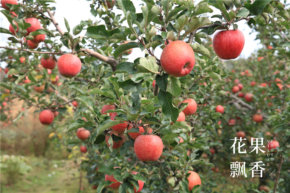 四大优势是哪些,四大优点是什么