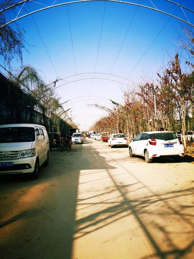 西安三桥附近哪里有花卉市场,西安北二环大明宫花卉市场地址