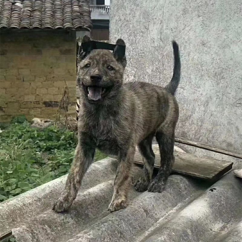 旺家狗该有的5大特征你家狗有吗,旺家的狗狗都有哪些特征