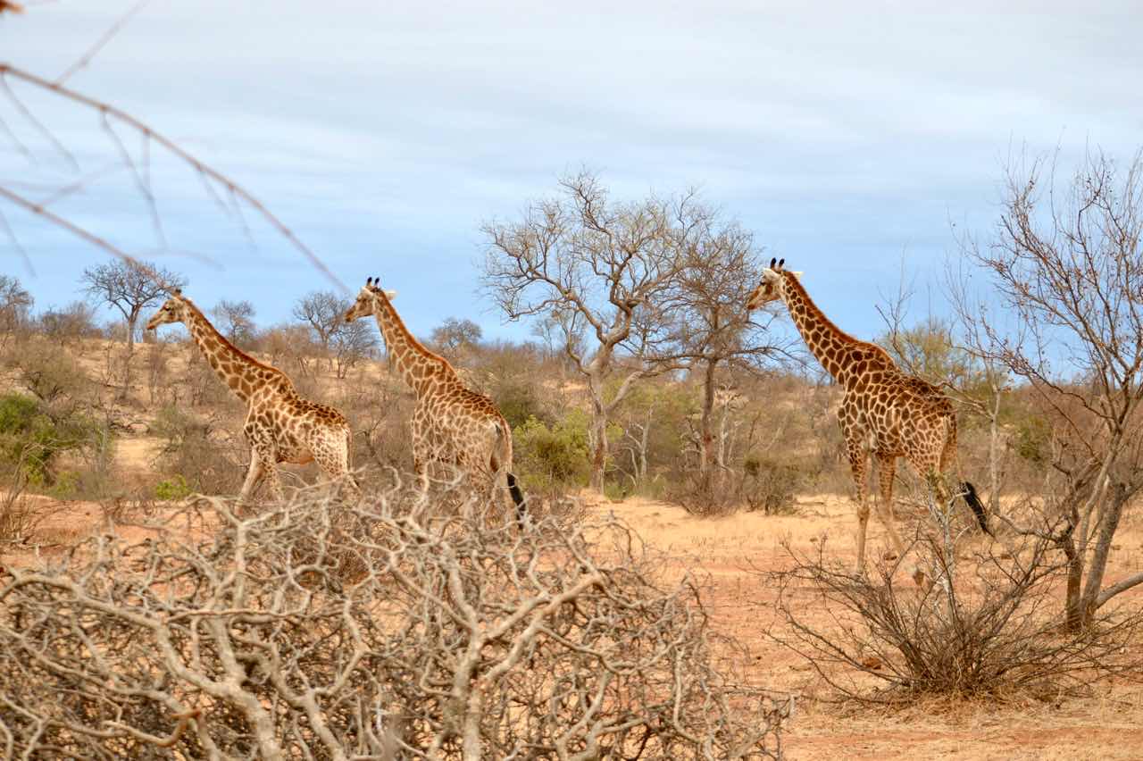 纪录片南非探险记,南非游记纪录片