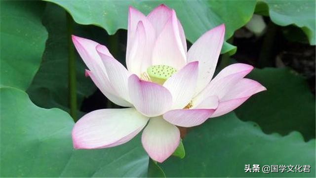 命不好是因为什么,命不好的人经常说什么话