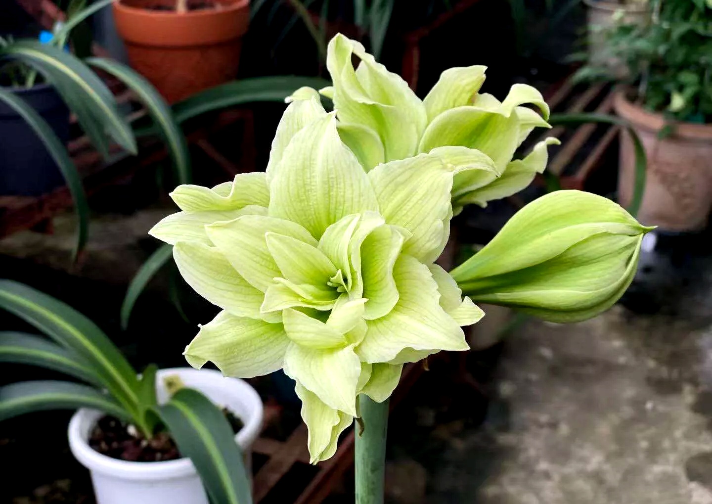 浇水过多死的植物,最容易浇死的6种花