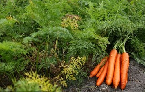 大棚秋季胡萝卜的种植,春胡萝卜种植技术