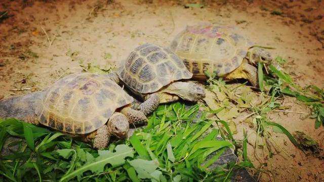 欧洲陆龟排酸吗,欧洲陆龟的图片