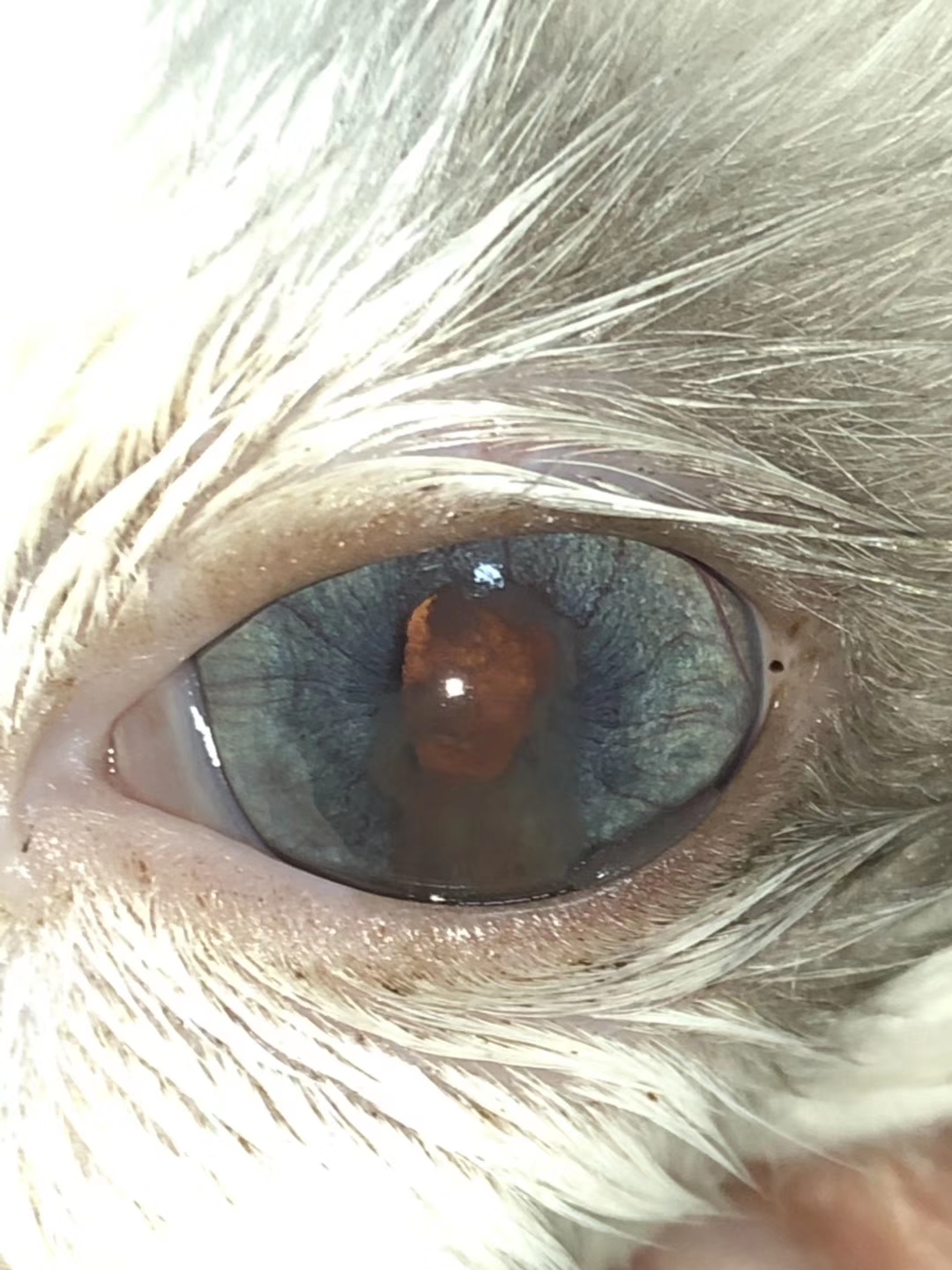 猫咪打喷嚏眼睛有分泌物怎么办,猫咪打喷嚏伴随呕吐怎么办