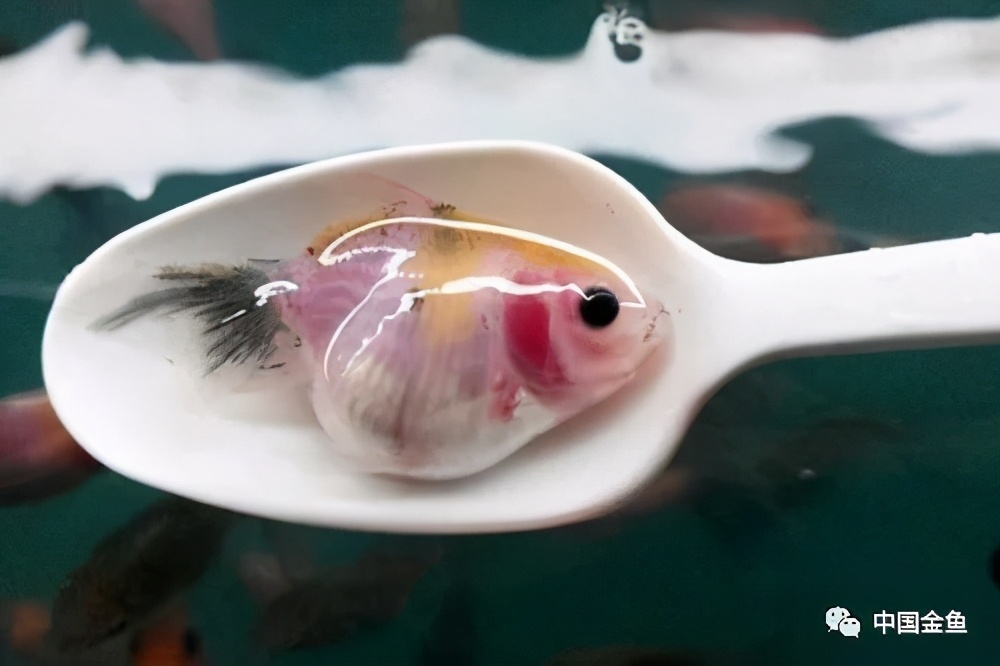 金鱼幼苗喂养正确方法,金鱼秋季繁殖小苗如何饲养