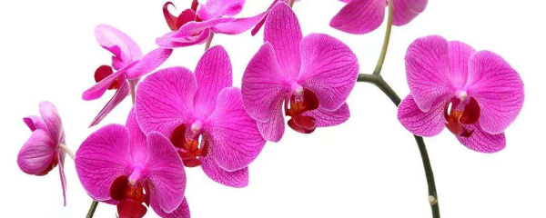 蝴蝶兰花叶子黄什么原因,蝴蝶花苞蔫了是什么原因