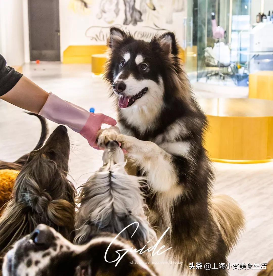 魔都哈士奇体验馆宠物咖啡,魔都哈士奇咖啡馆