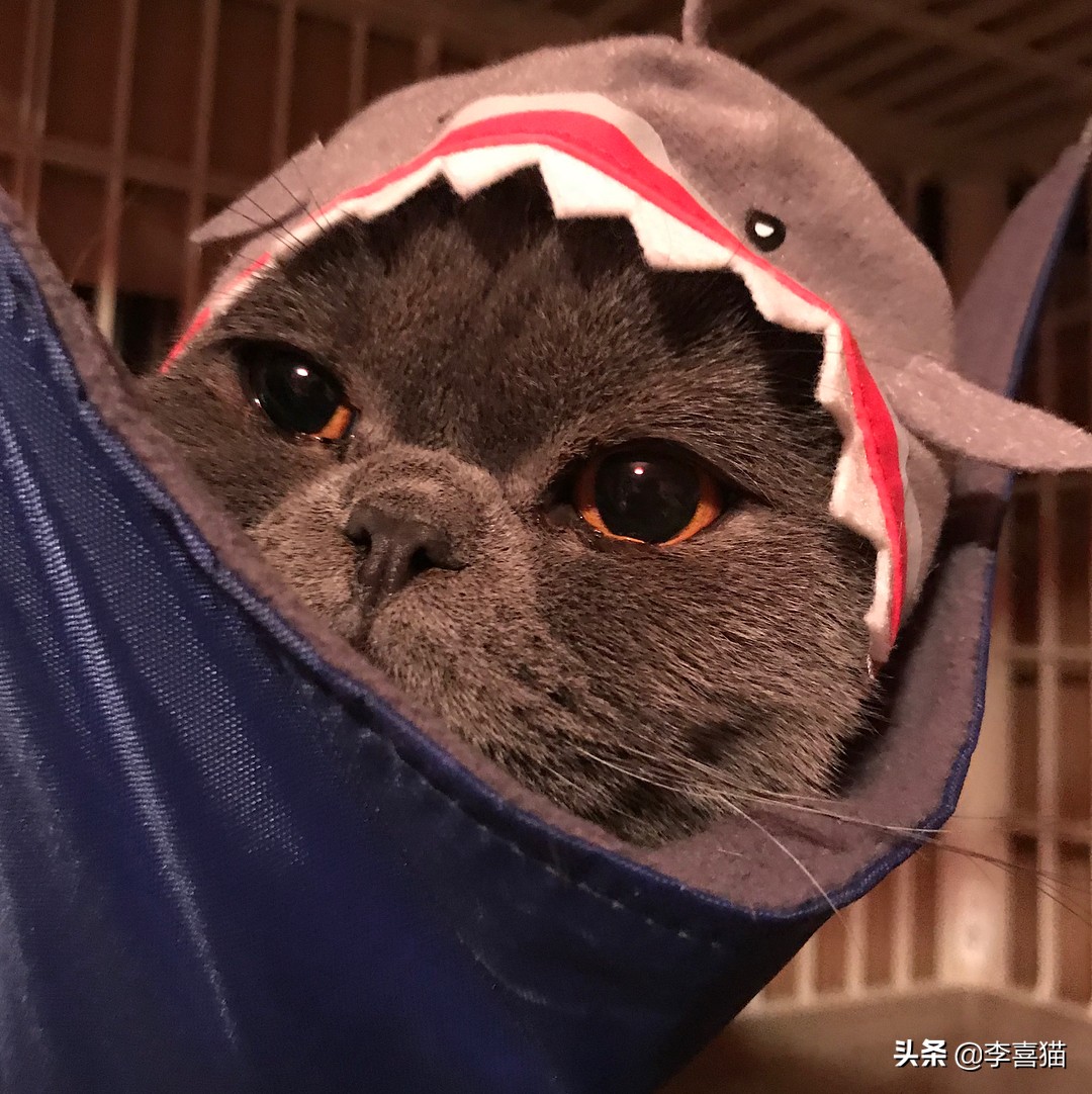 辟谣猫咪并非黑夜都能看得清,猫咪流泪跟猫粮有关吗