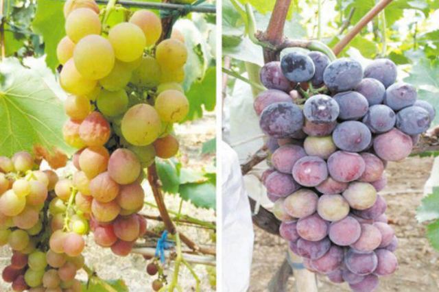 葡萄不熟就落了怎么办,葡萄不熟就烂咋回事