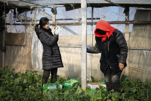 天津美女卖萝卜月入15万,90后豆腐西施月入过万