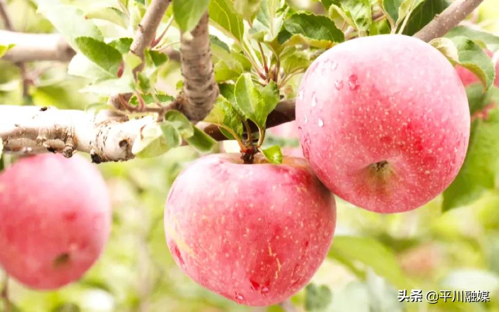 又香又脆又甜的苹果,好吃的苹果又脆又甜青苹果