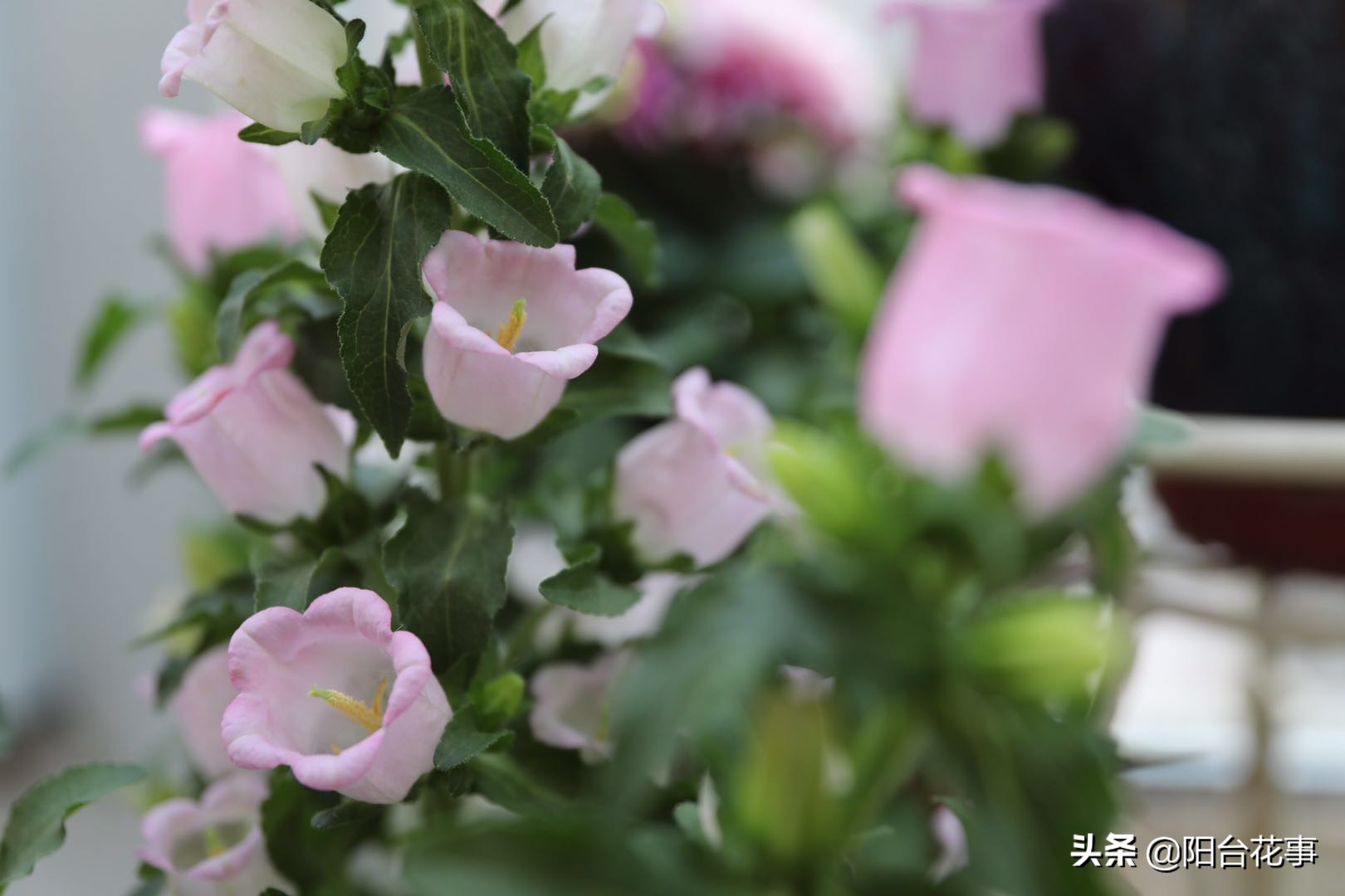 风铃草娇气,风铃草怕冻不怕