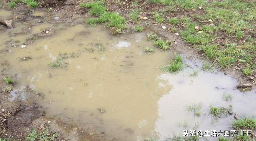这3点告诉你，为什么农村每逢下雨后，路上积水会凭空长出小鱼