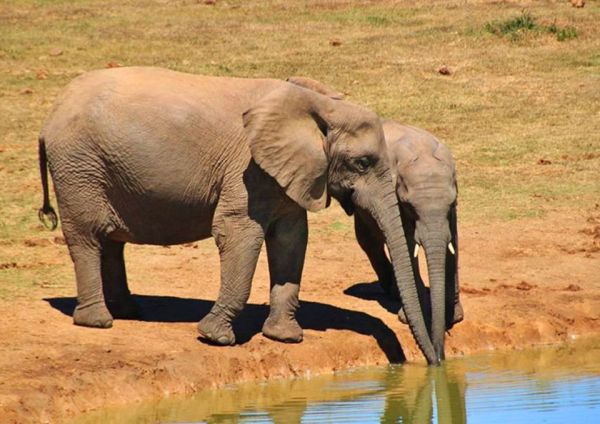 为什么动物可以喝脏水,为什么野生动物喝酸的水不会生病