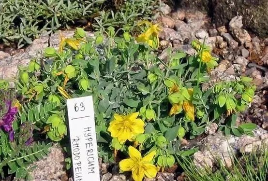 岩石花园景区,岩石园常用花卉