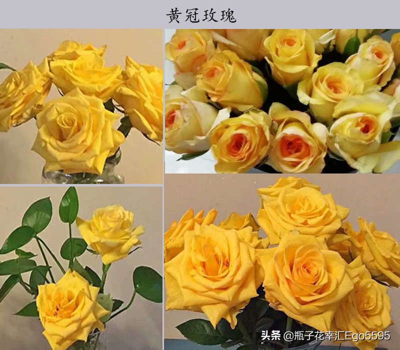 白加黄玫瑰花浪漫花语,粉色玫瑰花和粉色郁金香的花语