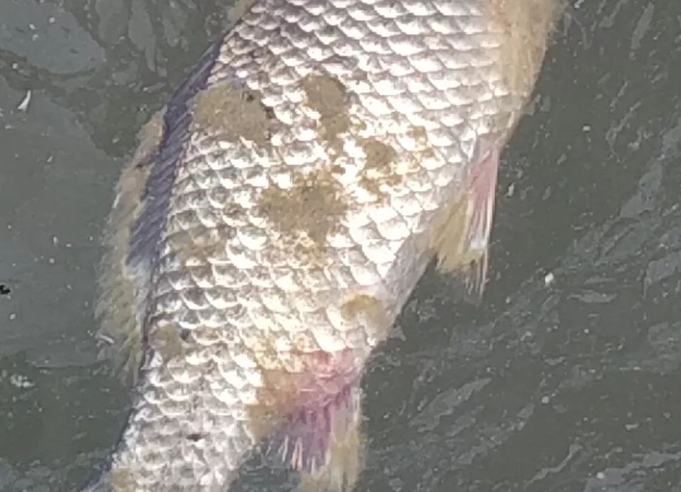 鱼得掉鳞病怎么治,鱼掉鳞烂肉怎么办
