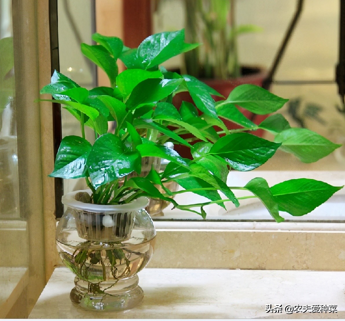 10种公认最好养水培植物,5种适合水养的植物