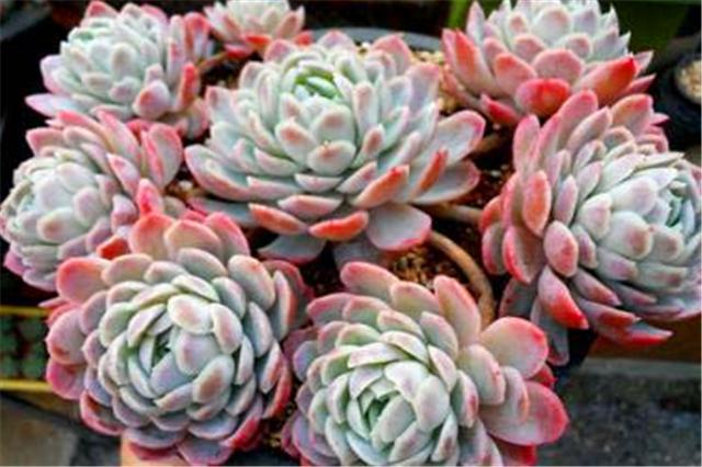 夏季养多肉冰梅方法,多肉冰梅如何养护