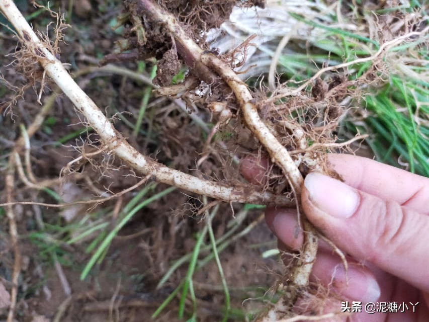香辛蔬菜,自己种的纯天然薄荷的绿色蔬菜