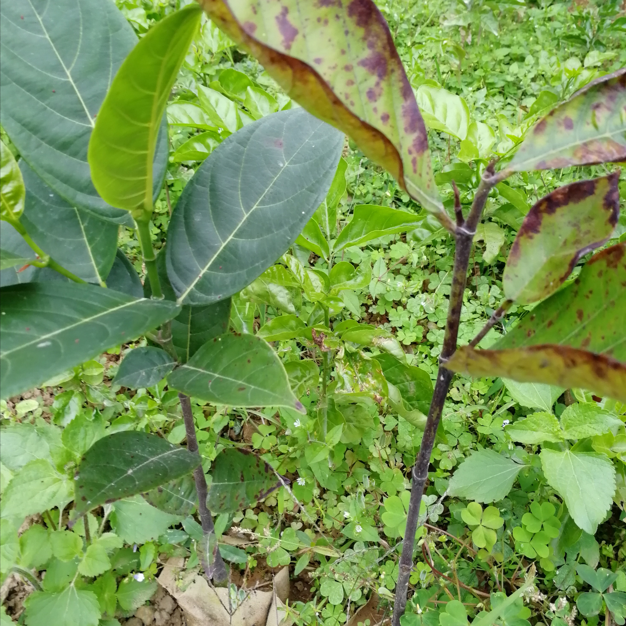 院子里种菠萝蜜树好吗,目前最好的菠萝蜜品种是哪个