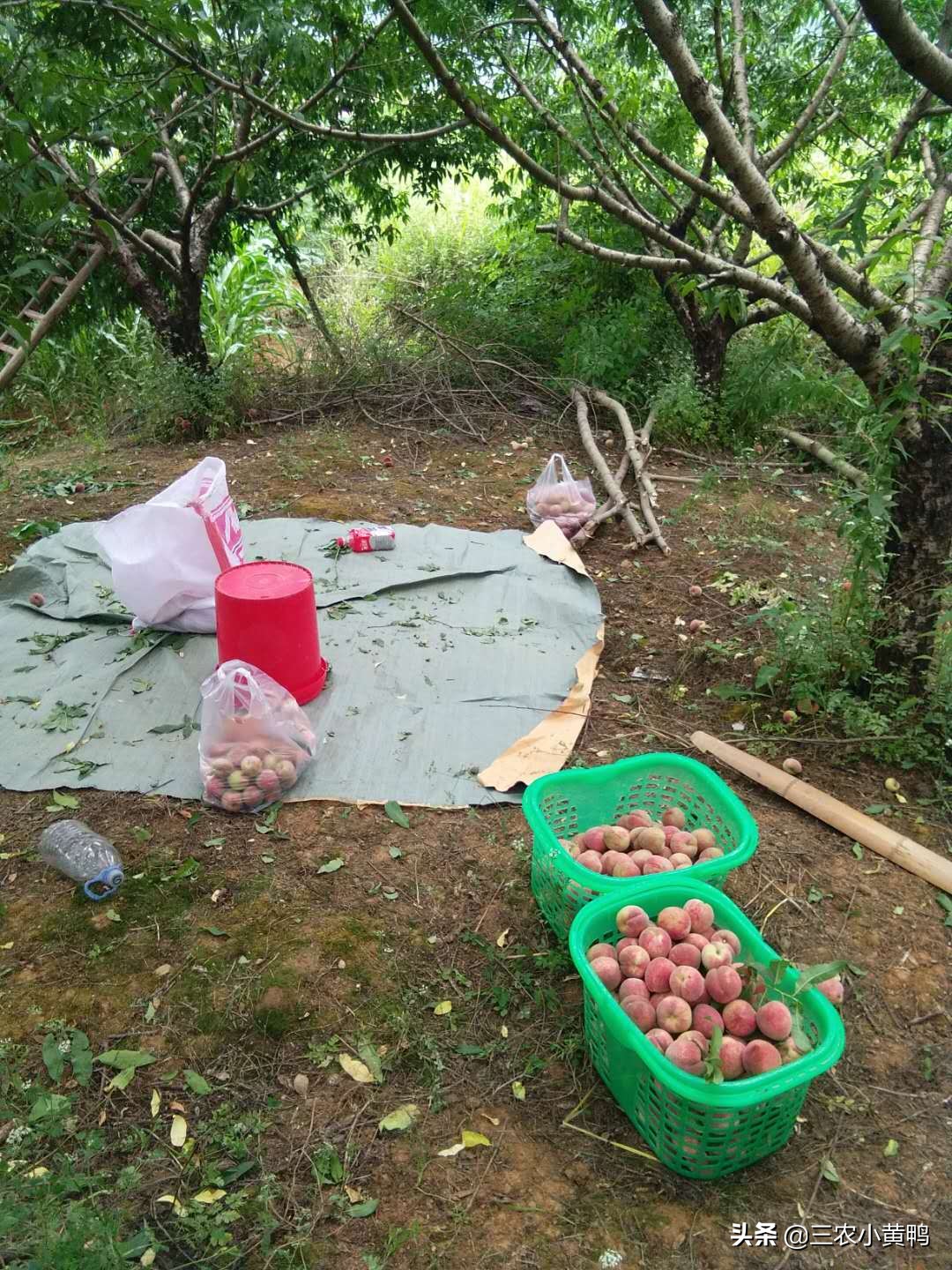 论农民自家桃子摆地摊，农民摆地摊靠谱吗？我是不想摆地摊了，亏