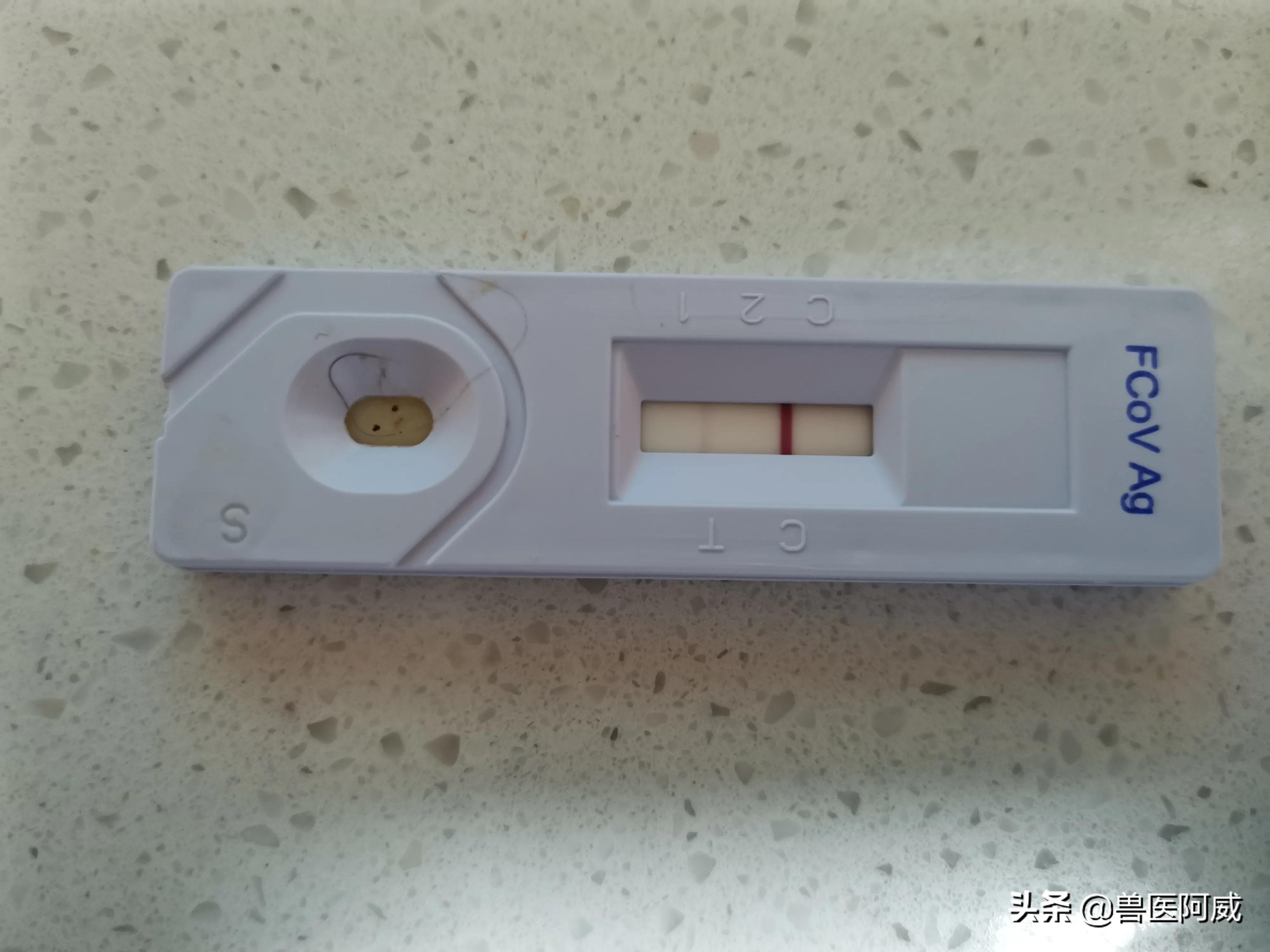 猫瘟和疱疹病毒交叉感染,猫瘟感染幼猫