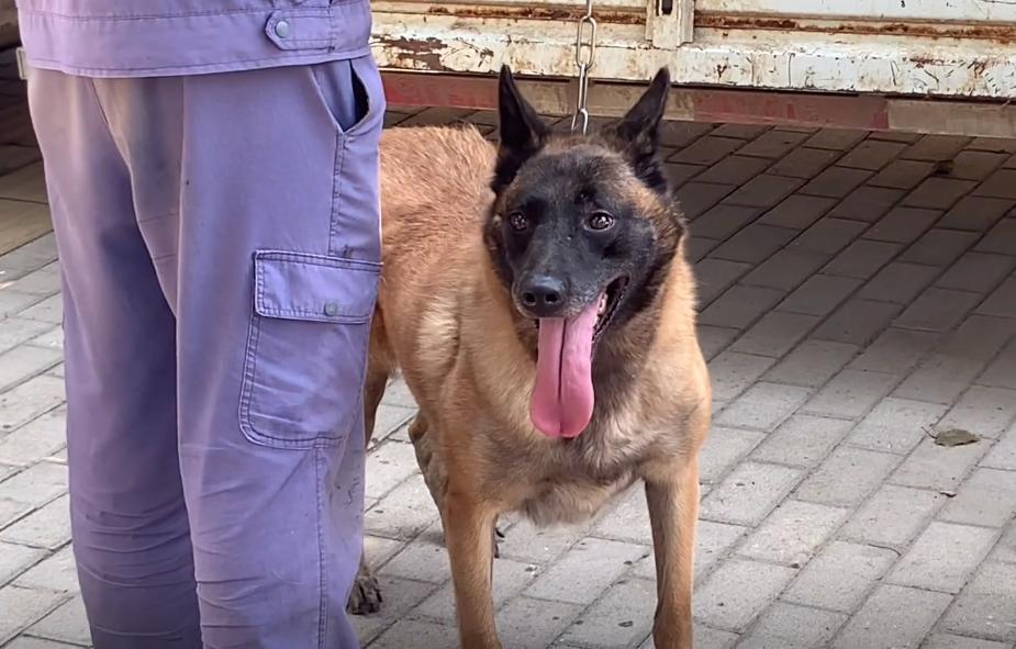 马犬险些被送到了狗肉馆,从狗肉车上救下来的狗狗马犬