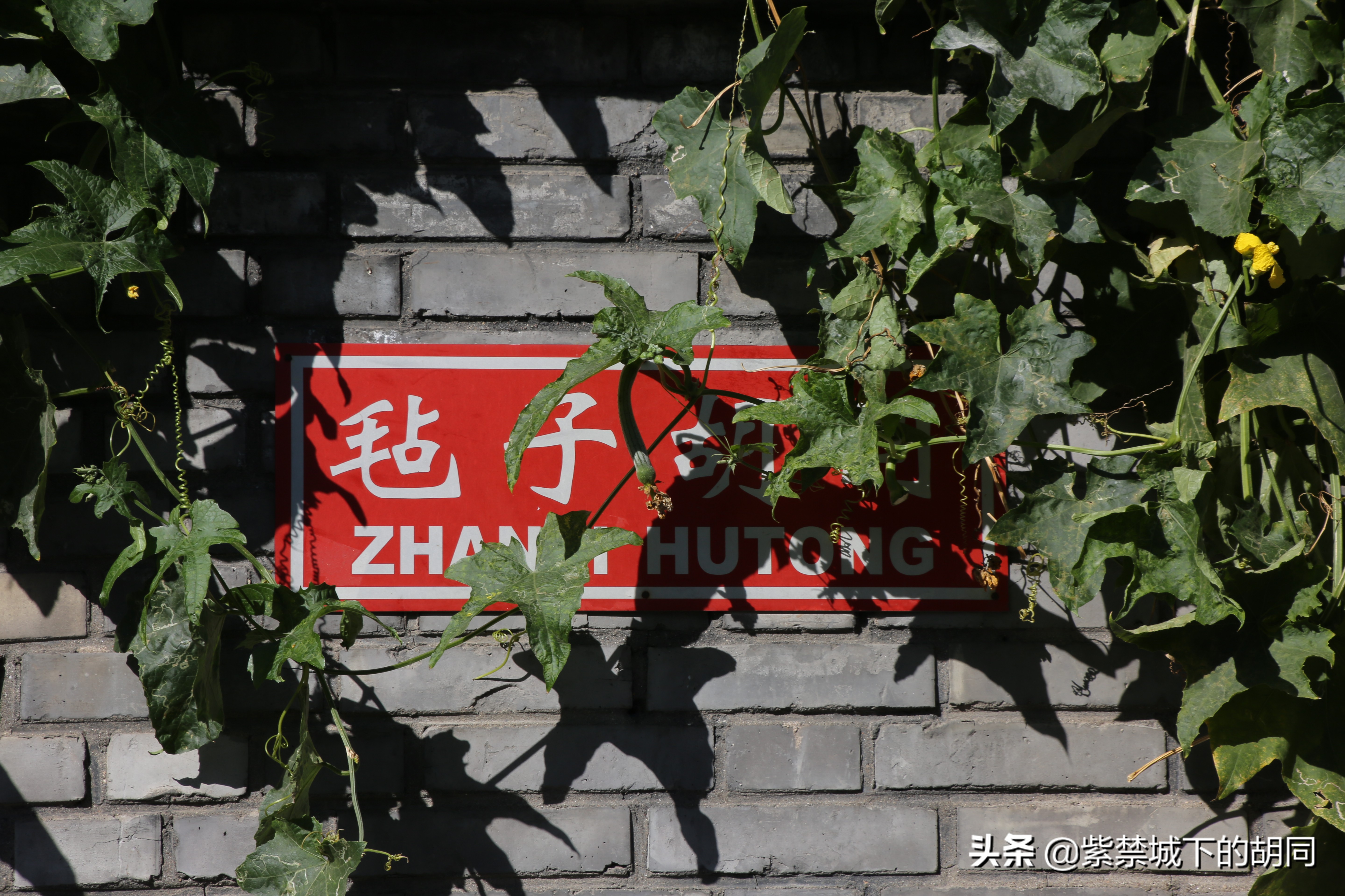 一篇*今条头日**文章，惊喜见到阿拉善王府的“格格”