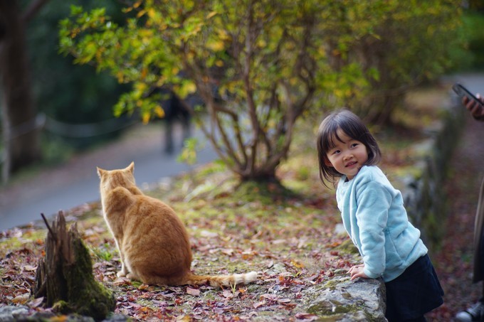 京都赏枫2022,京都赏枫必去景点有哪些好玩的