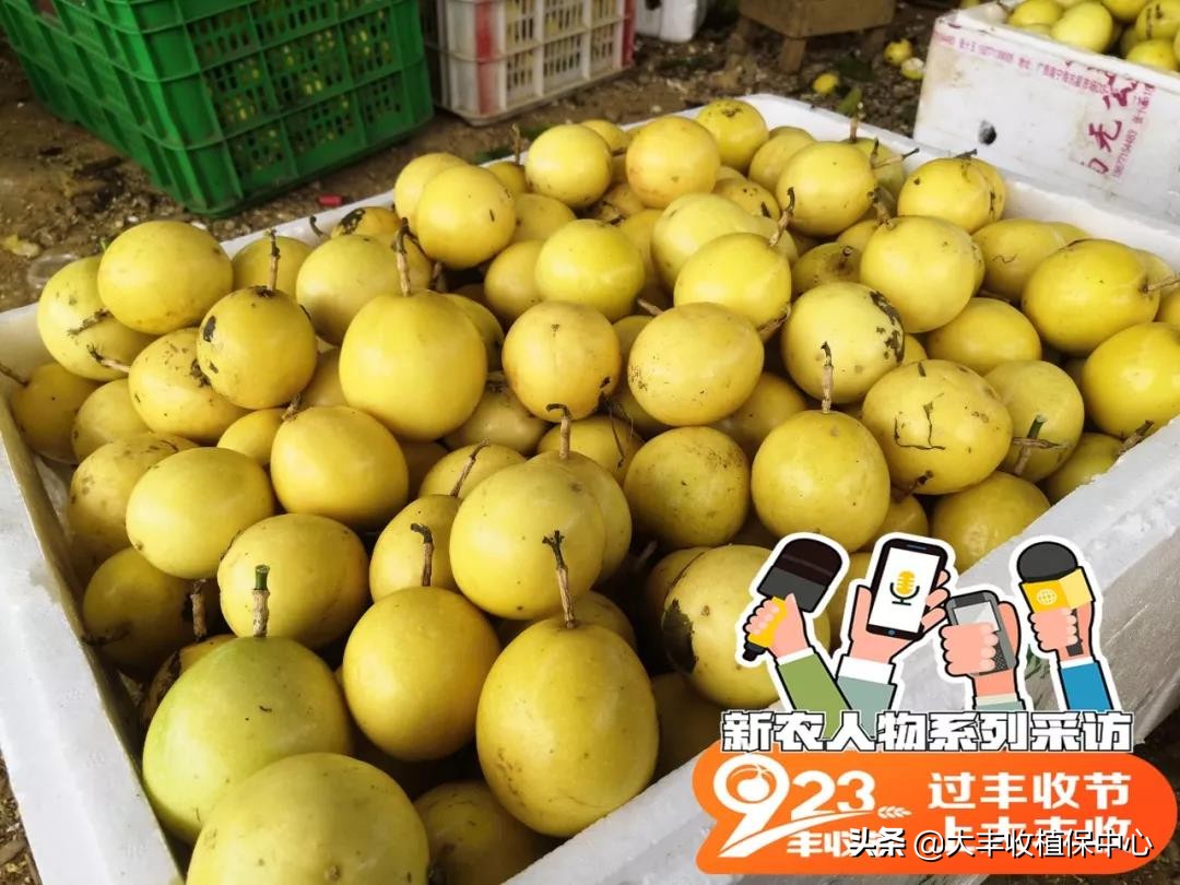 种植黄金果的高产技术,自家种植的黄金果