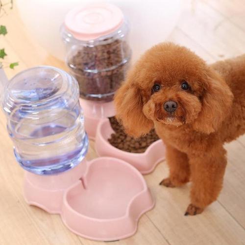 新手养泰迪犬要注意些什么,新手怎么饲养泰迪犬