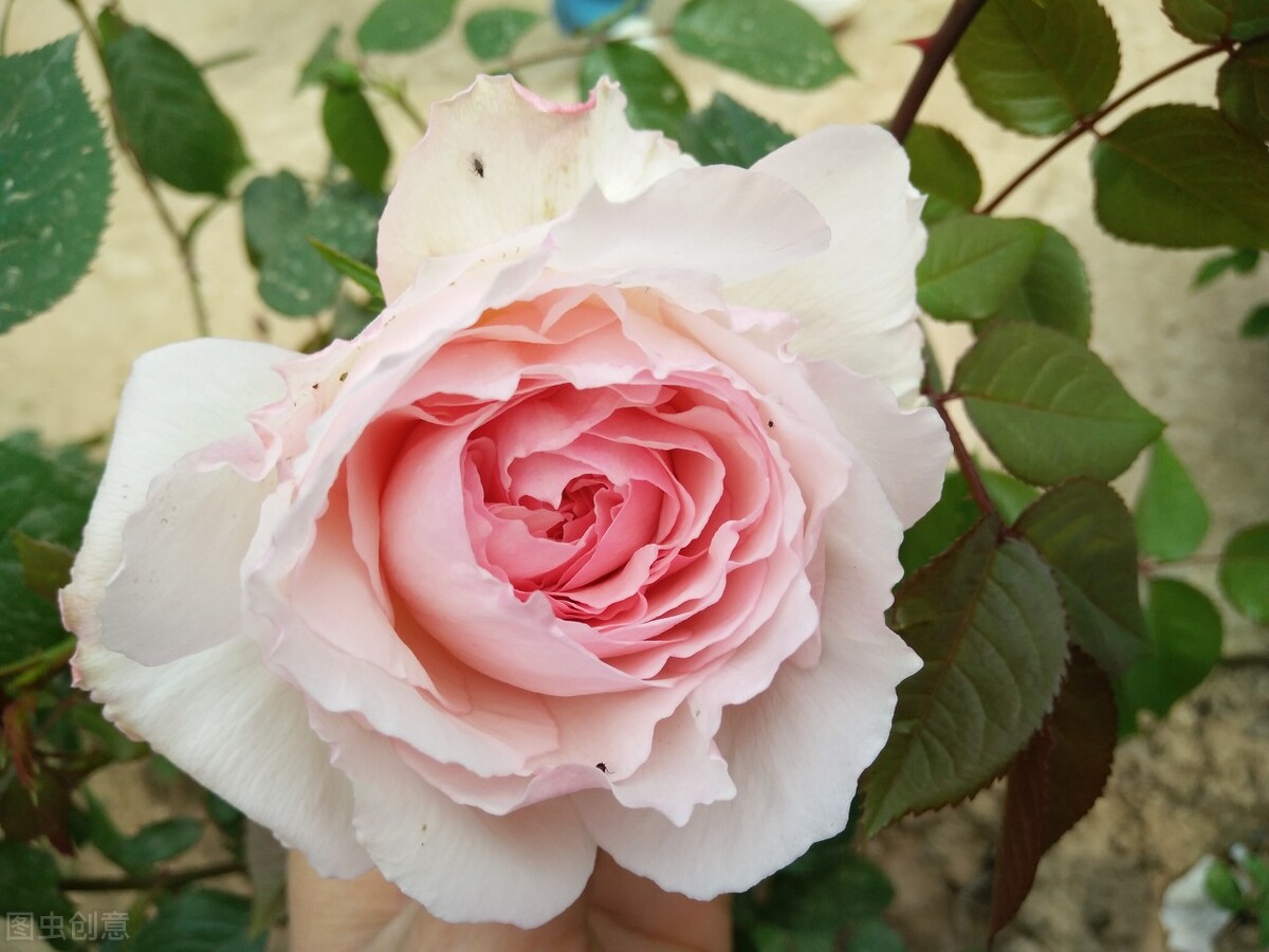 伊芙伯爵藤本月季的优缺点,艾拉绒球藤本月季优缺点