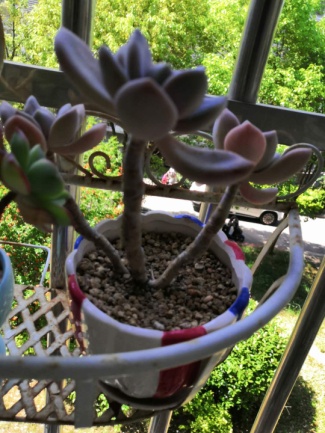 从鼻屎苗到老桩,时光里的蜕变