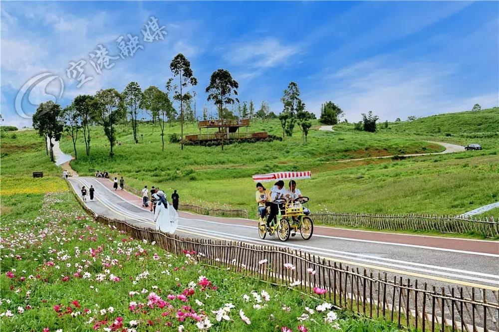 双流哪里可以赏花看飞机,双流附近赏花攻略路线