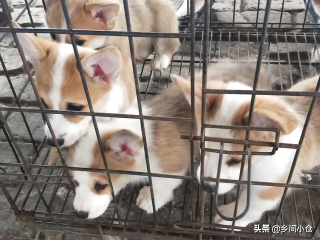 真正的狗市品种,哪里的狗市便宜品种又好种类又多